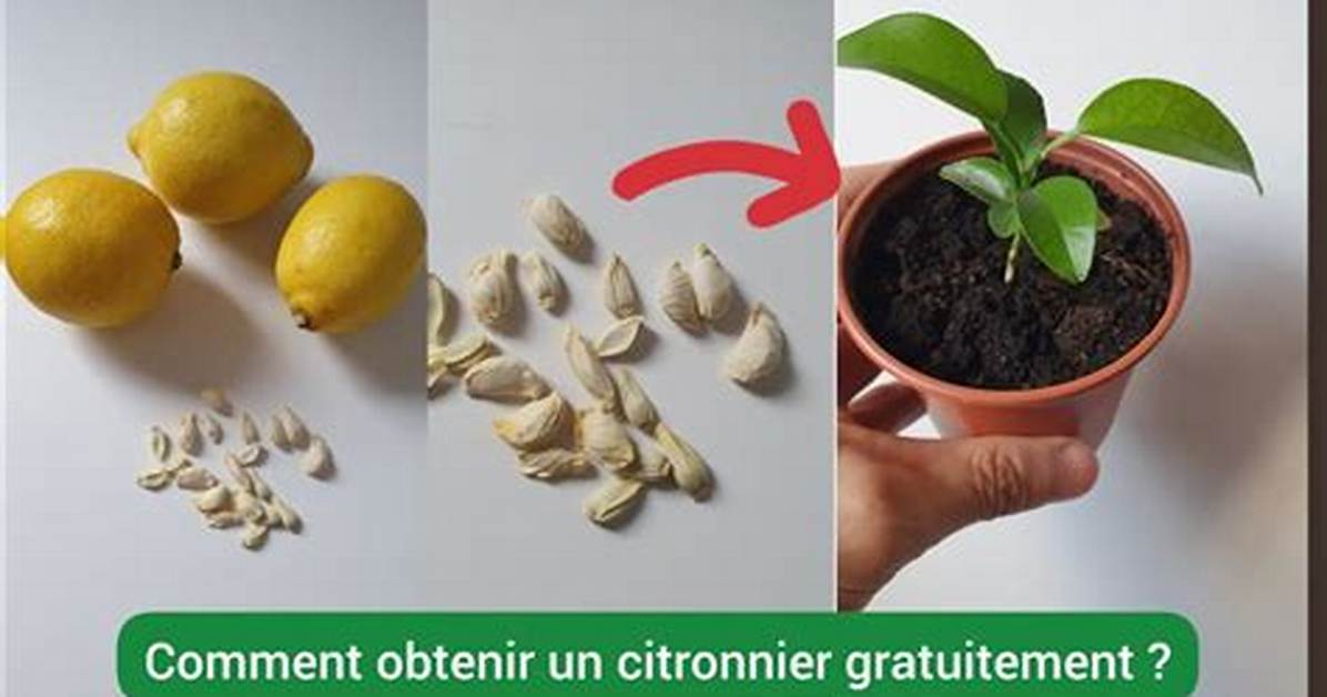 Comment Avoir Des Fruits Sur Un Citronnier?