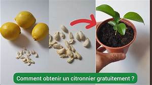 Comment Avoir Des Fruits Sur Un Citronnier?