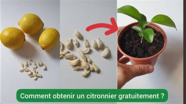 Comment Avoir Des Fruits Sur Un Citronnier?