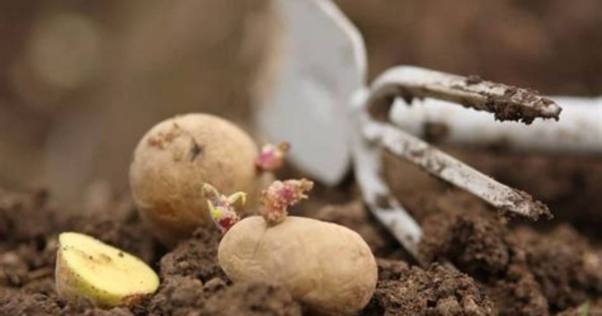 Comment Buter Pomme De Terre?