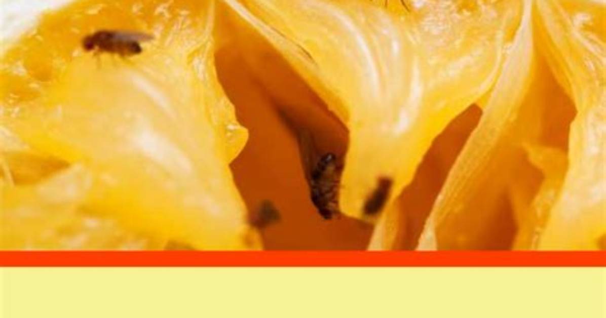 Comment %C3%89Loigner Les Moucherons Des Fruits 400. Jpg