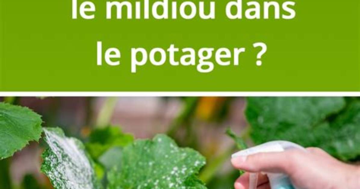 Comment %C3%89Viter Le Mildiou Sur Les Pomme 300. Jpg
