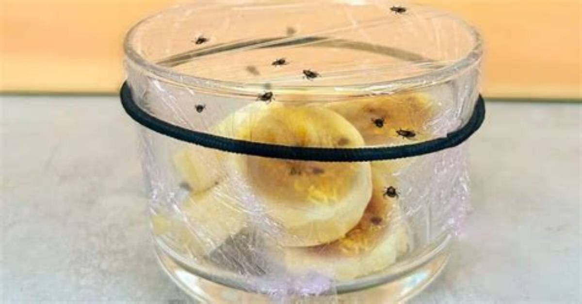 Comment Chasser Les Moucherons Des Fruits?