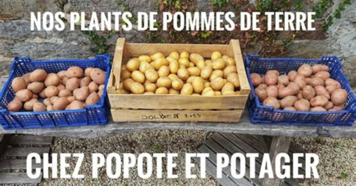 Comment Choisir Ses Plants De Pomme De Terre?