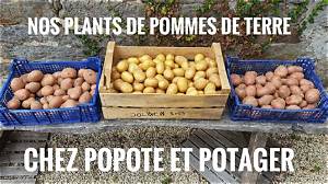 Comment Choisir Ses Plants De Pomme De Terre?
