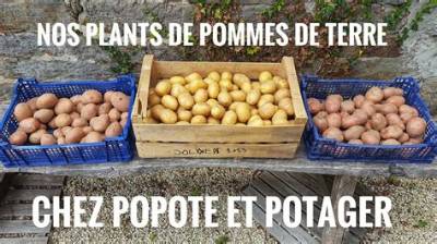 Comment Conserver Des Plants De Pomme De Terre?