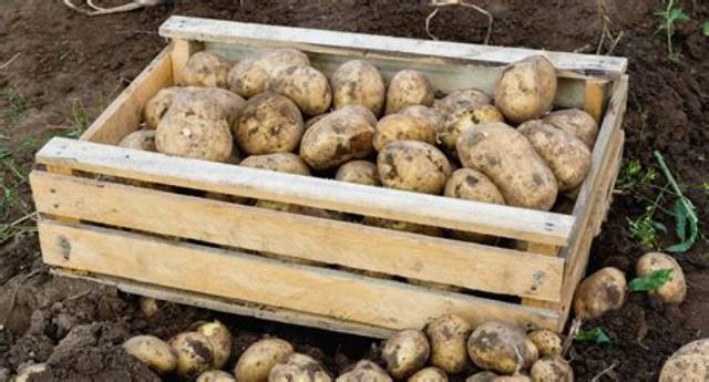 Comment Conserver Des Pomme De Terre Deja Eplucher?