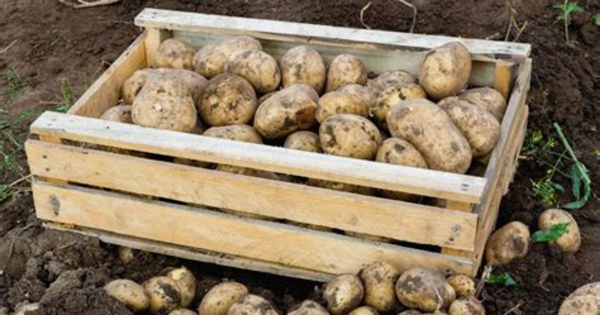 Comment Conserver La Pomme De Terre?