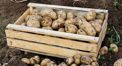 Comment Conserver La Pomme De Terre?