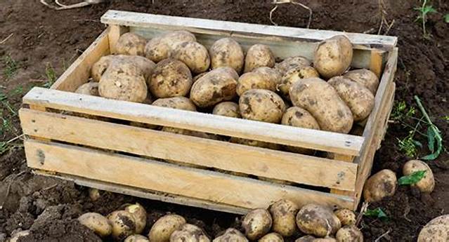 Comment Conserver La Pomme De Terre?