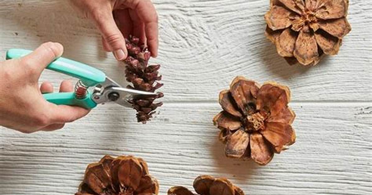 Comment Couper Une Pomme De Pin?