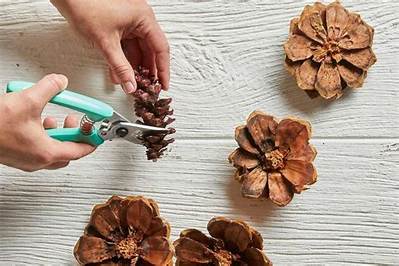 Comment Couper Une Pomme De Pin?