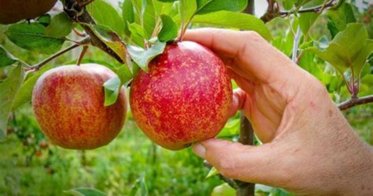 Comment Cueillir Une Pomme?