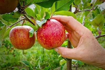 Comment Cueillir Une Pomme?