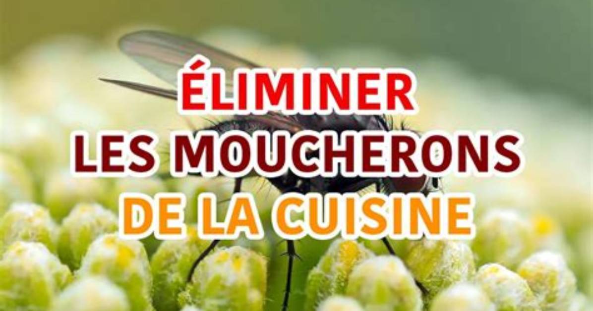 Comment Eliminer Les Moucherons Des Fruits?