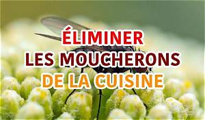 Comment Eliminer Les Moucherons Des Fruits?