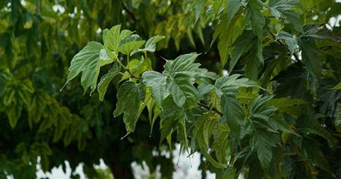 Comment Empecher Un Murier Platane De Faire Des Fruits?