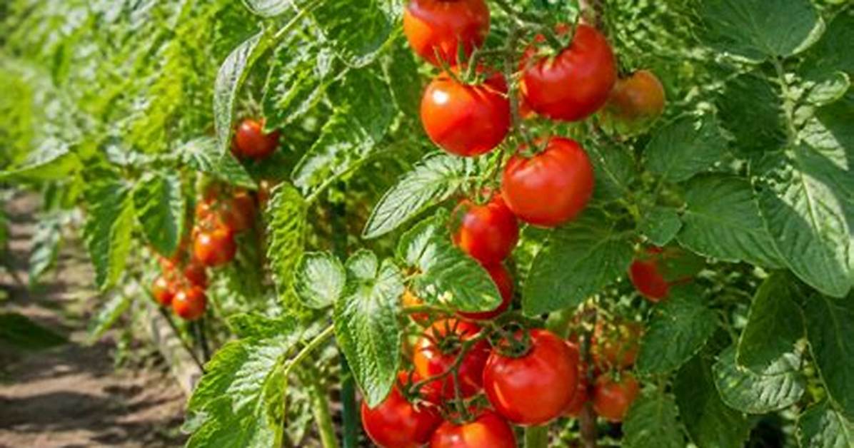 Comment Eviter Le Mildiou Sur Les Pomme De Terre?