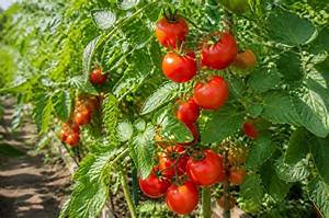 Comment Eviter Le Mildiou Sur Les Pomme De Terre?