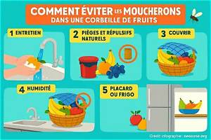 Comment Eviter Moucherons Fruits?