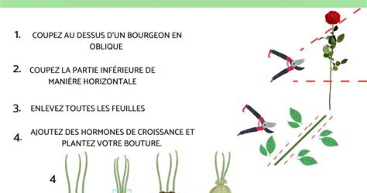 Comment Faire Des Boutures De Rosiers Avec Une Pomme De Terre?