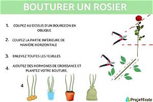 Comment Faire Des Boutures De Rosiers Avec Une Pomme De Terre?