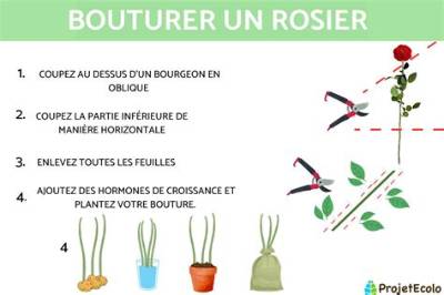 Comment Faire Des Boutures De Rosiers Avec Une Pomme De Terre?