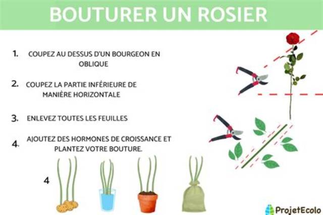 Comment Faire Des Boutures De Rosiers Avec Une Pomme De Terre?