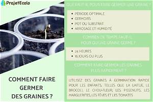 Comment Faire Germer Des Graines De Pomme De Pin?