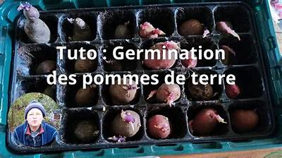 Comment Faire Germer Des Plants De Pomme De Terre?