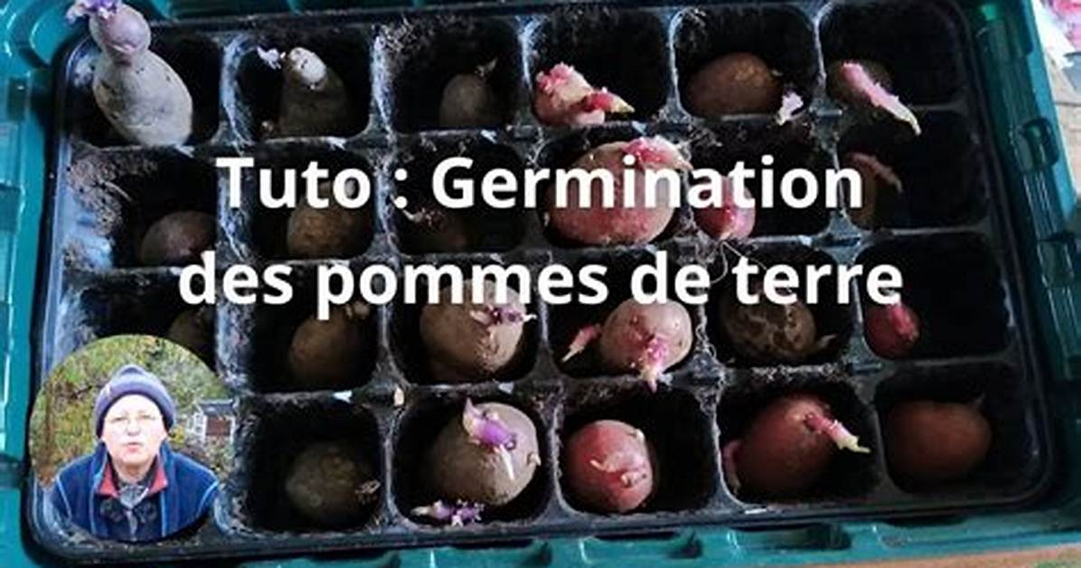 Comment Faire Germer Plant De Pomme De Terre?