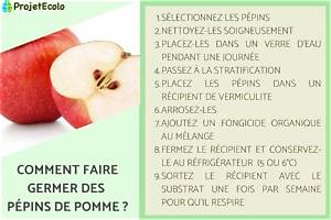 Comment Faire Germer Une Graine De Pomme?