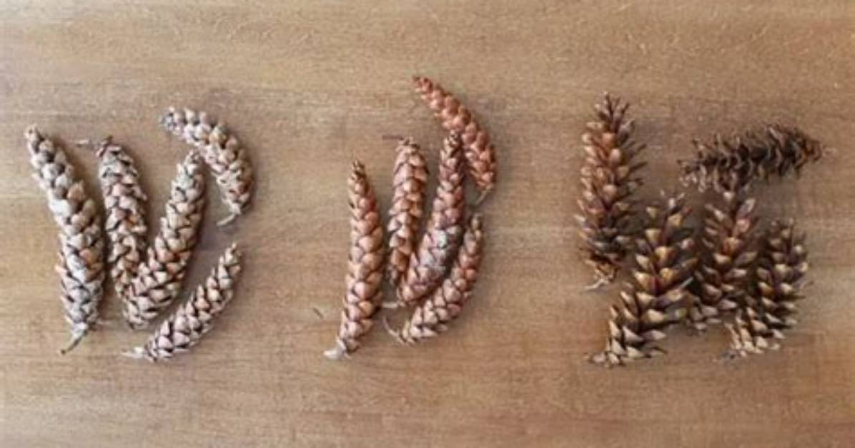 Comment Faire Ouvrir Pomme De Pin?