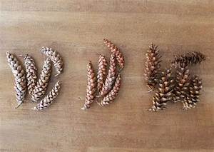 Comment Faire Ouvrir Pomme De Pin?