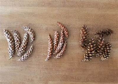 Comment Faire Ouvrir Pomme De Pin?