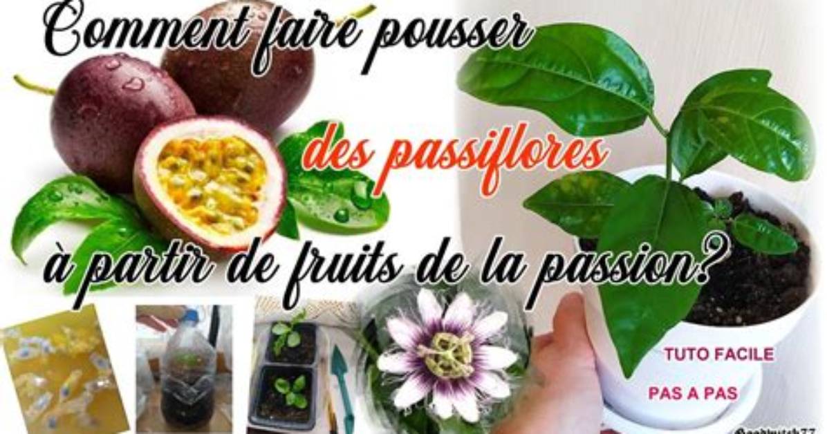 Comment Faire Pousser Des Fruits De La Passion?