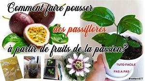 Comment Faire Pousser Des Fruits De La Passion?