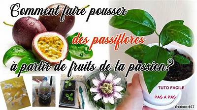 Comment Faire Pousser Des Fruits De La Passion?