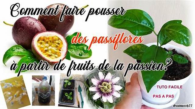 Comment Faire Pousser Des Fruits De La Passion?