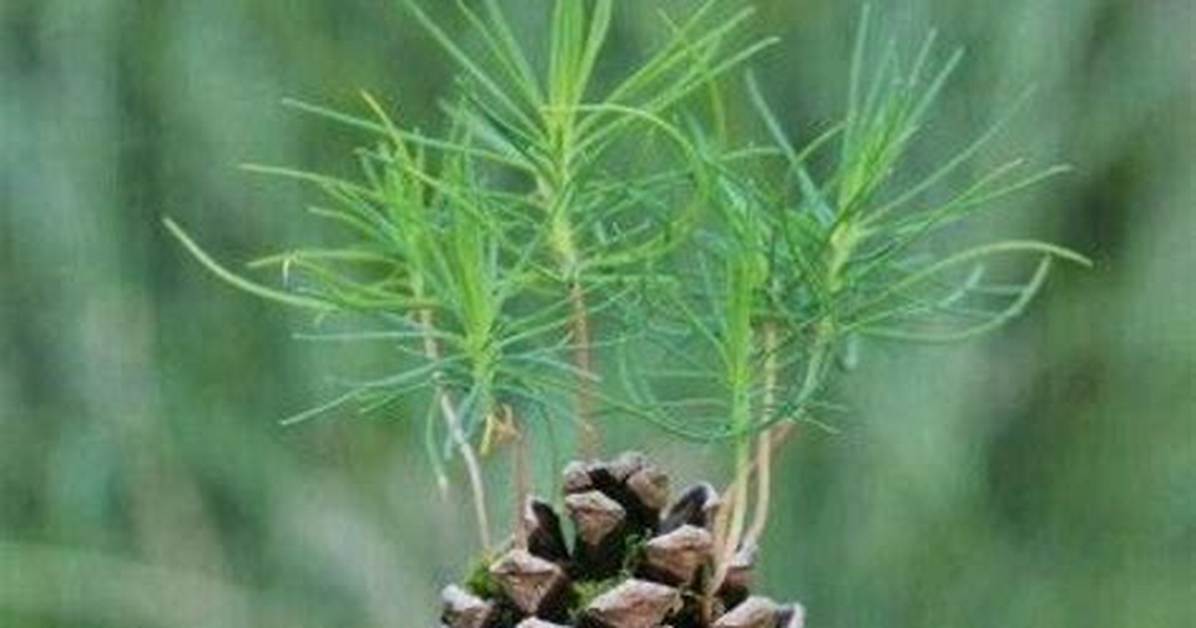 Comment Faire Pousser Pomme De Pin?