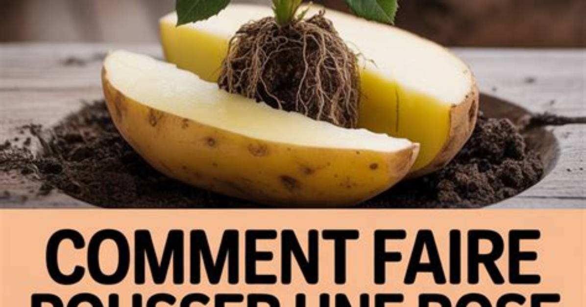 Comment Faire Pousser Une Pomme De Terre?