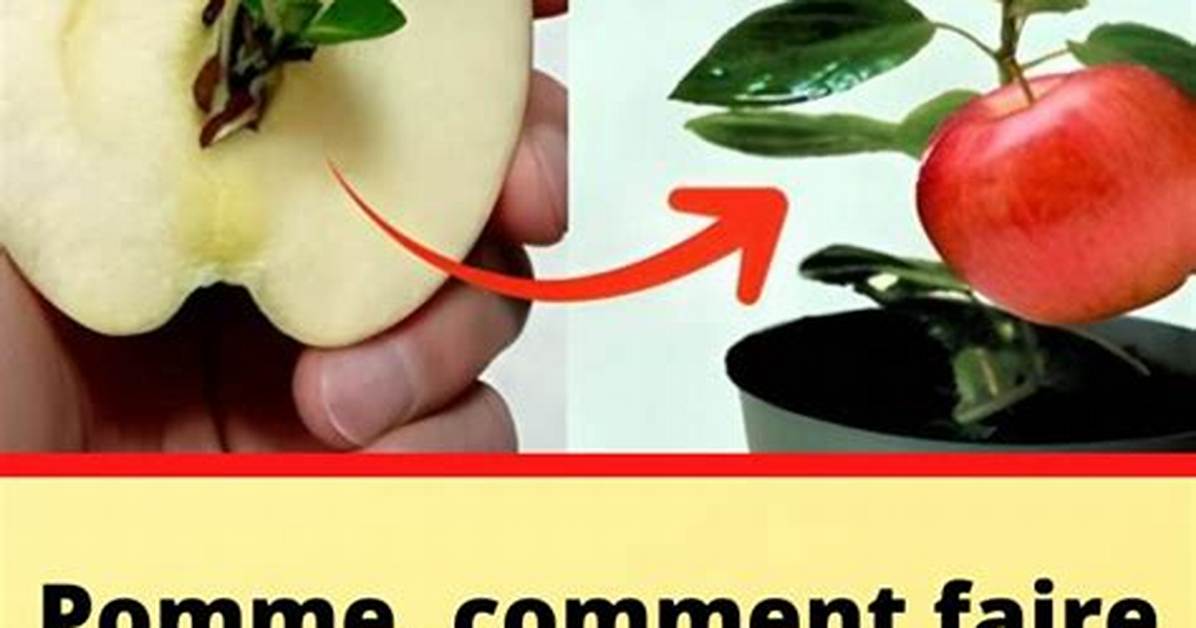 Comment Faire Rentrer Une Pomme Dans Une Bouteille?