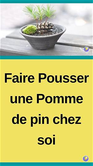 Comment Faire S’ouvrir Une Pomme De Pin?