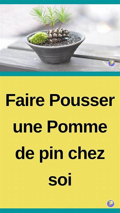 Comment Faire S’ouvrir Une Pomme De Pin?