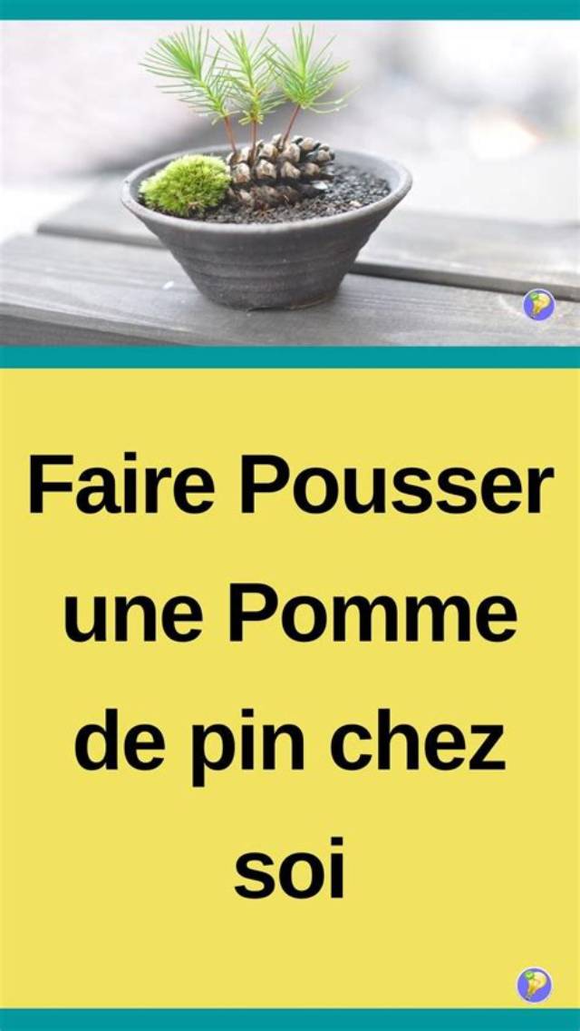 Comment Faire S’ouvrir Une Pomme De Pin?