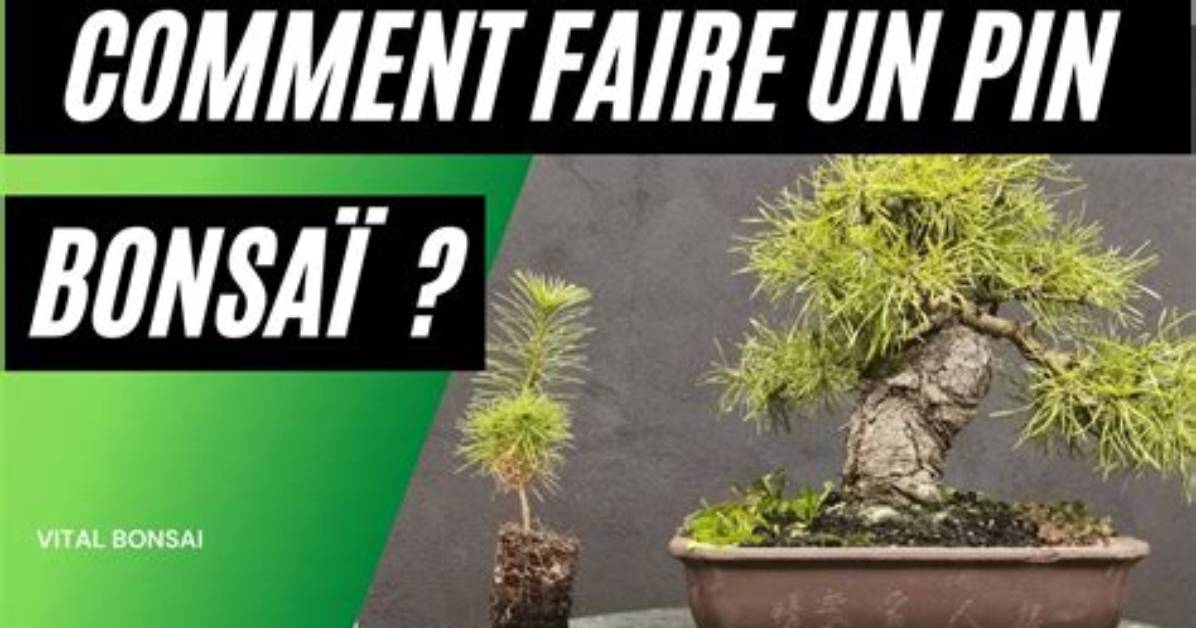 Comment Faire Un Bonsai Avec Une Pomme De Pin?