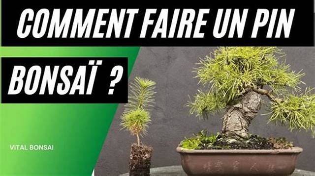 Comment Faire Un Bonsai Avec Une Pomme De Pin?