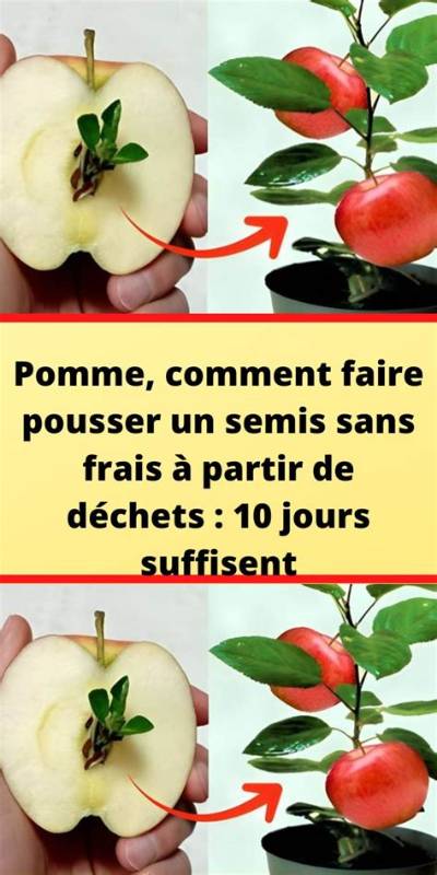 Comment Faire Un Butoir a Pomme De Terre?