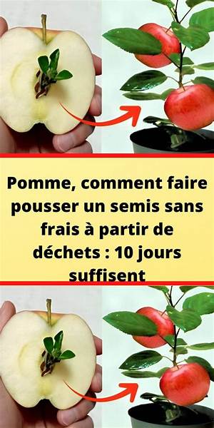Comment Faire Une Pomme Avec Un Vieux Livre?