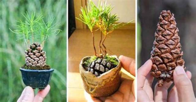 Comment Garder Une Pomme De Pin Ouverte?